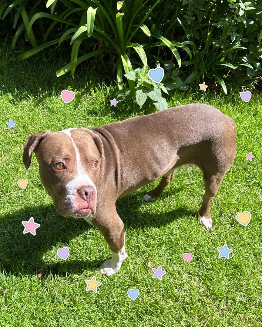 The real Bru, a brown and white dog, standing on the grass